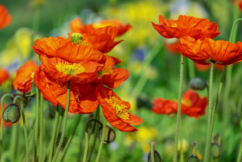 Blue Himalayan Poppies