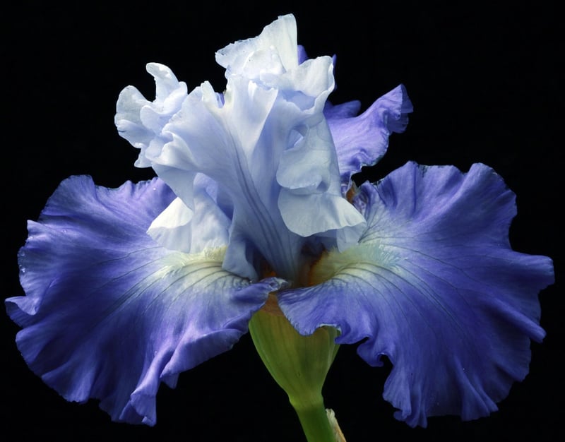 Fantasy Gardening